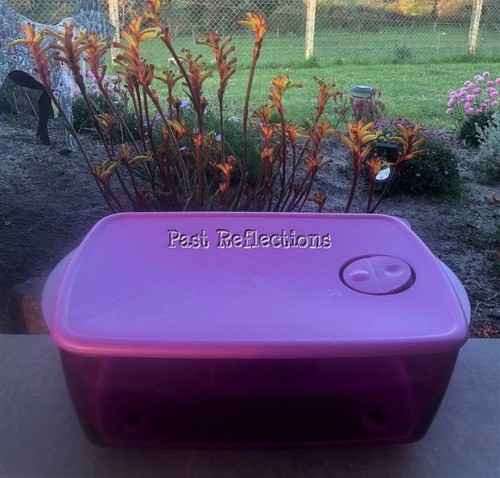 Tupperware microwave rock - tupperware, n